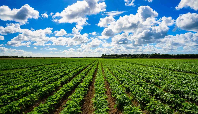 Agriculture – A Stock Trader’s Consideration